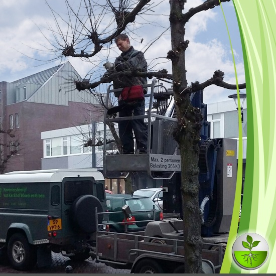 snoeitijd snoeitijd voor uw leibomen kerkhof bloem en groen