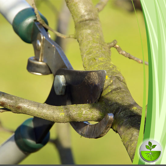 Hoveniersbedrijf Van Kerkhof Bloem en Groen boomverzorging